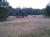 IMG_20120713_210229